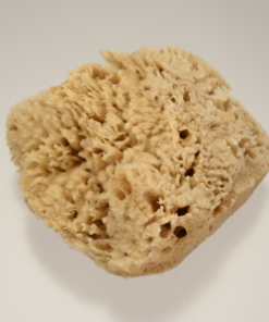 天然海綿　ハニコム種 Lｻｲｽﾞ