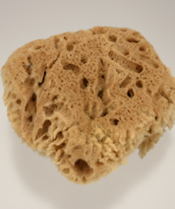 天然海綿　ハニコム種 Lｻｲｽﾞ