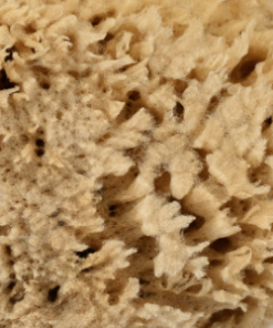 天然海綿　ハニコム種 Lｻｲｽﾞ