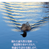 日本特殊塗料 タフシール